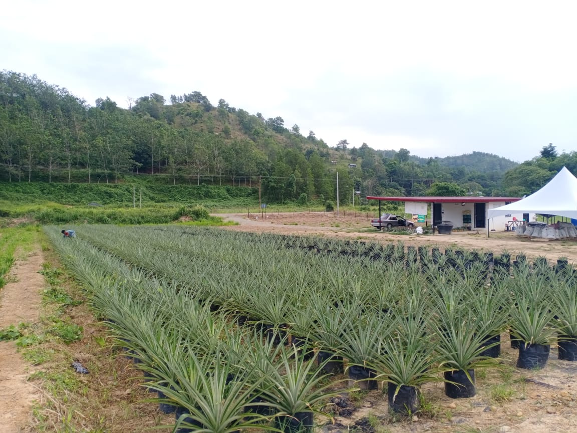 Ladang 
